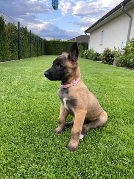 Disponibili. Cuccioli di pastore belga malinois buona genealogia | Foto 0