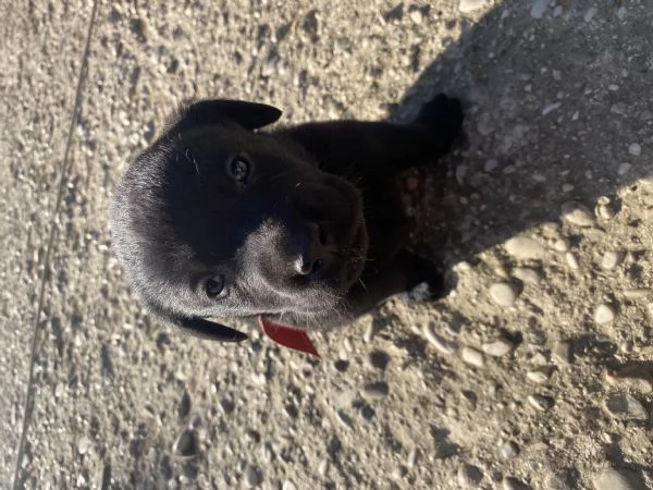 Cuccioli di Labrador cercano casa  | Foto 5