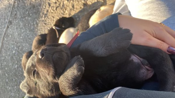 Cuccioli di Labrador cercano casa  | Foto 3