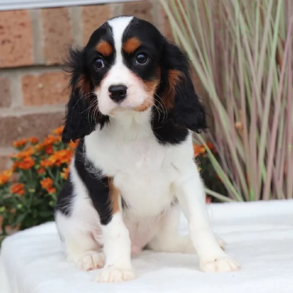 Regalo Cavalier King Charles maschio e femmina per l'adozione