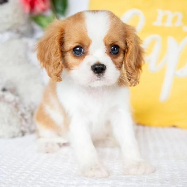 Regalo Cavalier King Charles maschio e femmina per l'adozione | Foto 0
