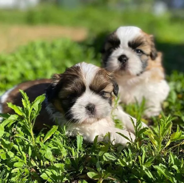 Regalo Shitzu maschio e femmina per l'adozione | Foto 1
