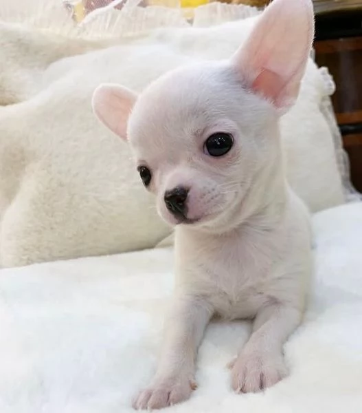 Regalo Chihuahua teacup Chihuahua maschio e femmina per l'adozione