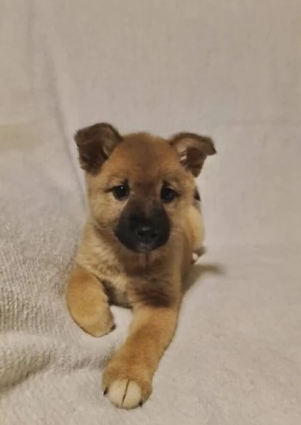 Regalo Shiba Inu  maschio e femmina per l'adozione