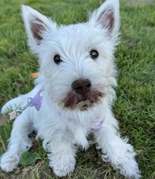 West highlander terrier maschio e femmina per l'adozione | Foto 1