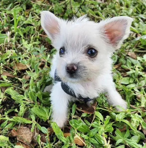 West highlander terrier maschio e femmina per l'adozione