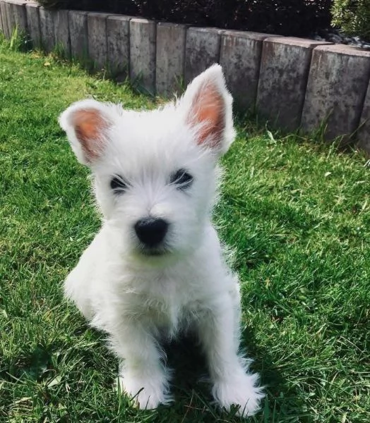West highlander terrier maschio e femmina per l'adozione | Foto 0