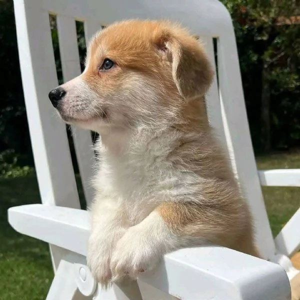 Regalo welsh corgi maschio e femmina per l'adozione | Foto 2