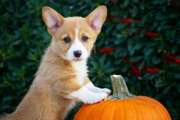 Regalo welsh corgi maschio e femmina per l'adozione | Foto 0
