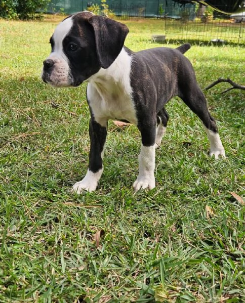 Boxers maschio e femmina per l'adozione