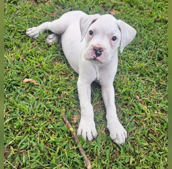 Boxers maschio e femmina per l'adozione | Foto 0