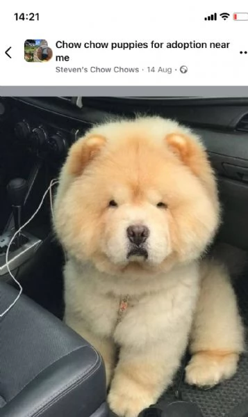 chow chow maschio e femmina per l'adozione | Foto 1