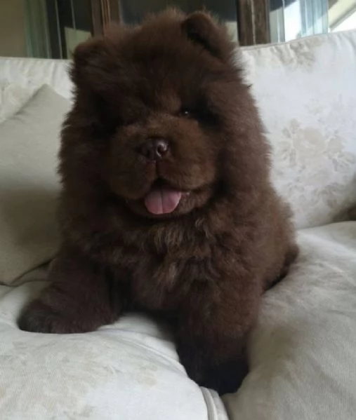 chow chow maschio e femmina per l'adozione