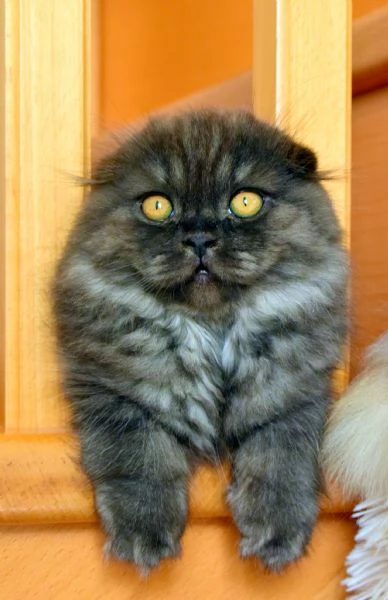 Scottish Fold | Foto 1