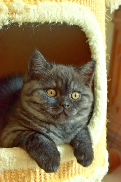 Scottish Fold | Foto 0