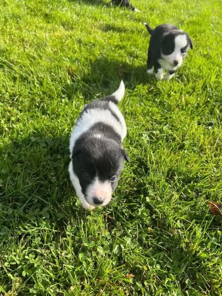 Cuccioli di Border Collie - Cani da compagnia e da terapia | Foto 2