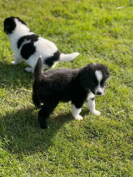 Cuccioli di Border Collie - Cani da compagnia e da terapia | Foto 1