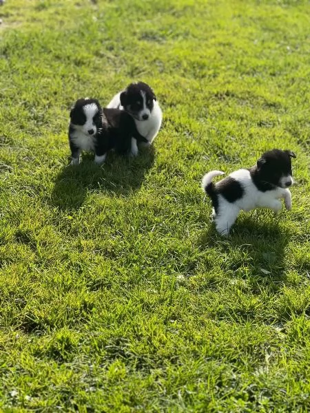Cuccioli di Border Collie - Cani da compagnia e da terapia | Foto 0