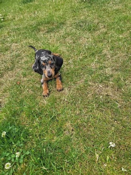 SPLENDIDI CUCCIOLI BASSOTTO | Foto 3