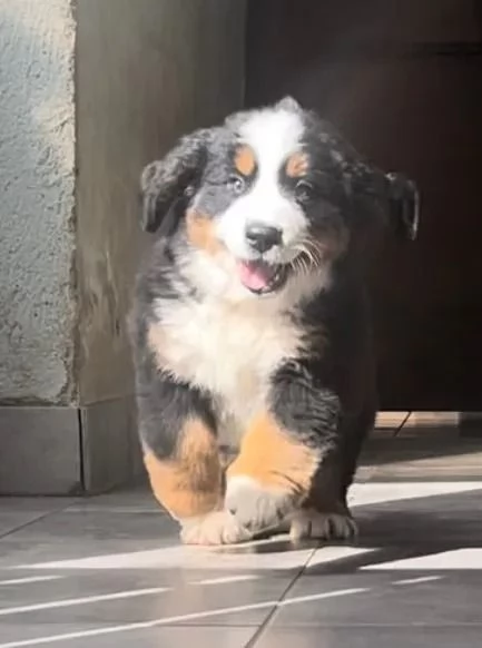 DISPONIBILI CUCCIOLI DI BOVARO DEL BERNESE (ADOZIONE) | Foto 0