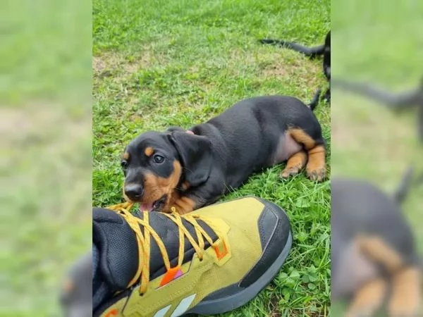 Cuccioli di Bassotto tedesco nano e kaninchen | Foto 1