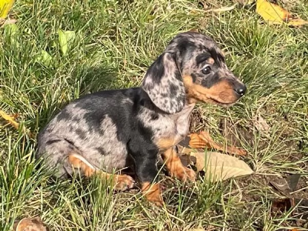 Cuccioli di Bassotto tedesco nano e kaninchen