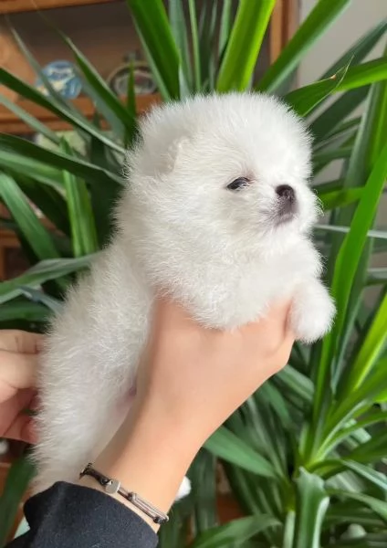 Cuccioli di Pomerania di razza pura (Boo), bianco neve, nero e crema | Foto 2