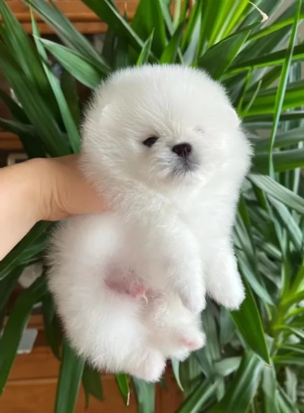 Cuccioli di Pomerania di razza pura (Boo), bianco neve, nero e crema | Foto 0