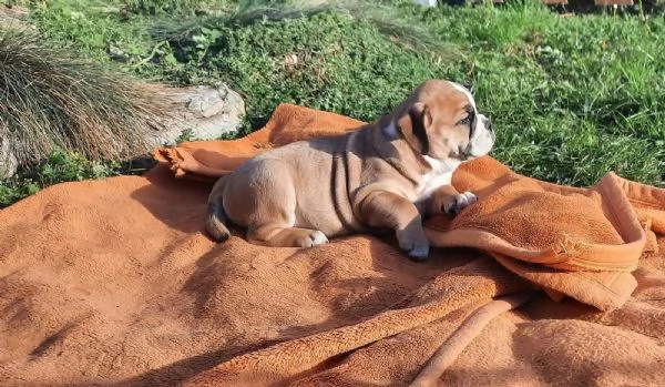 Cuccioli di Bulldog Inglese di Nuova Generazione | Foto 2