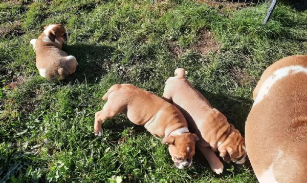 Cuccioli di Bulldog Inglese di Nuova Generazione