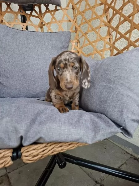 Disponibili cuccioli di Bassotto arlecchino cioccolato | Foto 1