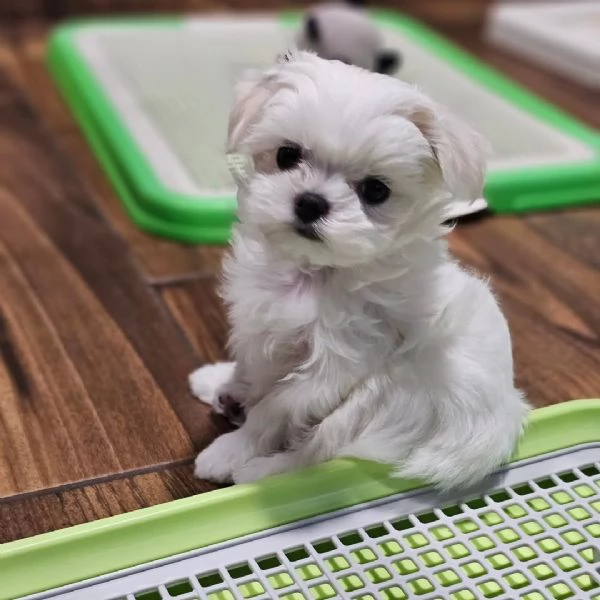 Cuccioli di Maltese Registrati KC | Foto 1