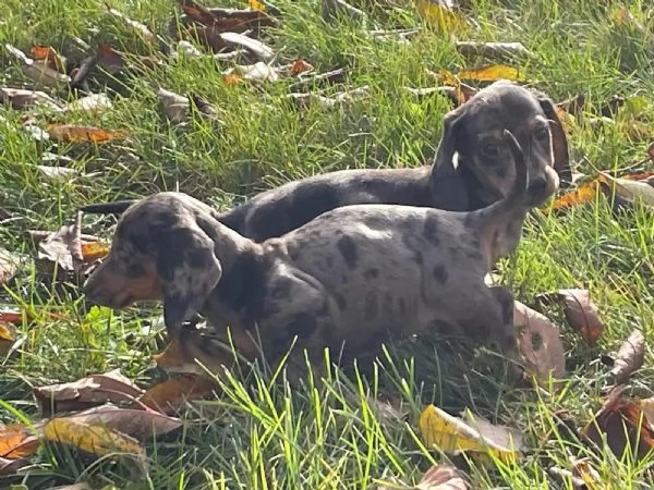 *Cuccioli di bassotti -Cuccioli Italiani di Alta Qualit&agrave;* | Foto 1