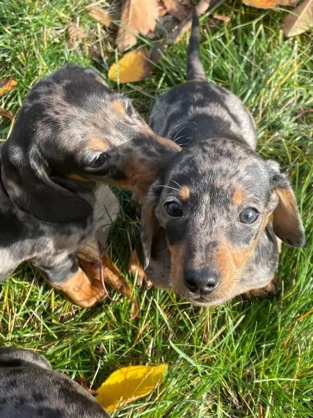 *Cuccioli di bassotti -Cuccioli Italiani di Alta Qualit&agrave;* | Foto 0