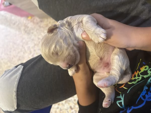 Cucciolo barboncino toy | Foto 0