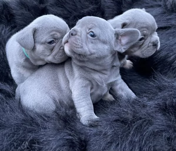 Cuccioli di Bulldog francese blu (femmina)