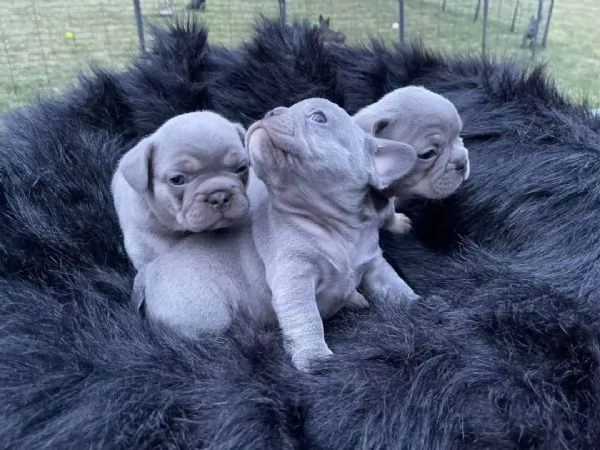Cuccioli di Bulldog francese blu (femmina) | Foto 3
