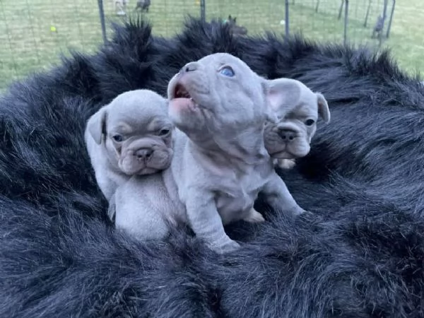 Cuccioli di Bulldog francese blu (femmina) | Foto 1