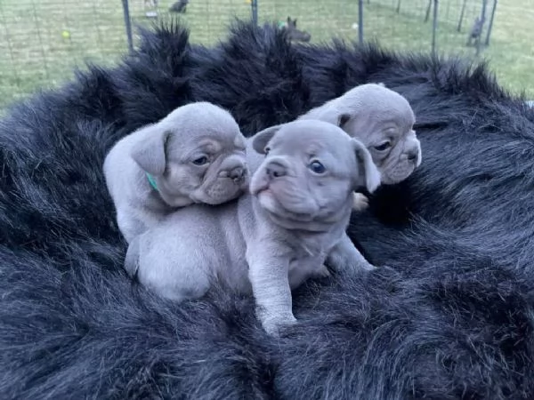 Cuccioli di Bulldog francese blu (femmina) | Foto 0