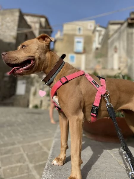 Dolcissima Pitbull ha bisogno di una nuova famiglia | Foto 3