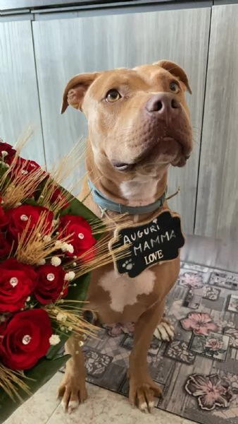 Dolcissima Pitbull ha bisogno di una nuova famiglia | Foto 1