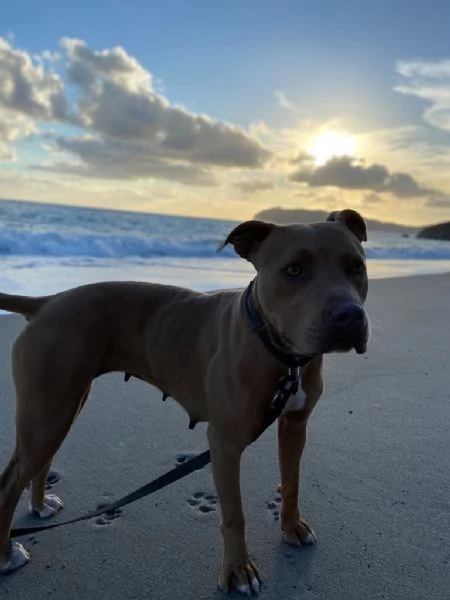 Dolcissima Pitbull ha bisogno di una nuova famiglia | Foto 0