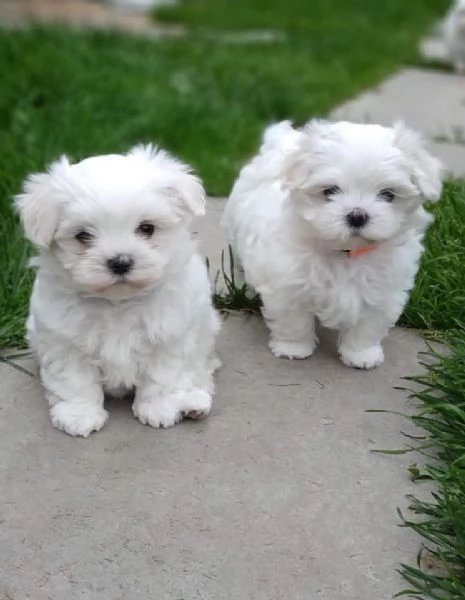 Cuccioli di Maltese toy | Foto 0