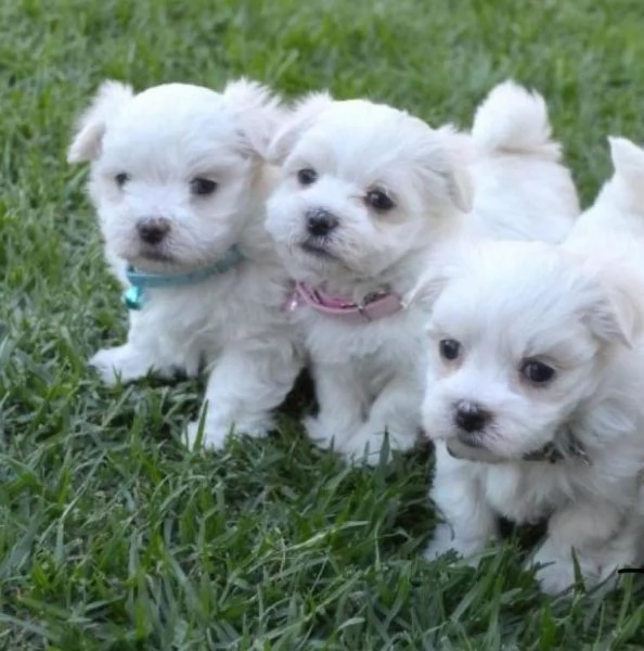 Cuccioli di Maltese toy