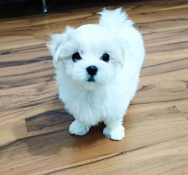 Maltese toy di tre mesi  | Foto 0
