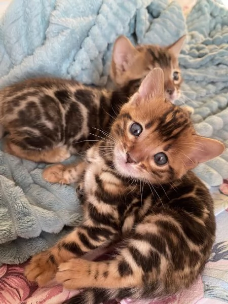 Disponibile bengala brown spotted tabby | Foto 0