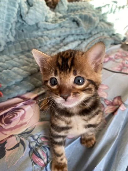 Disponibile bengala brown spotted tabby