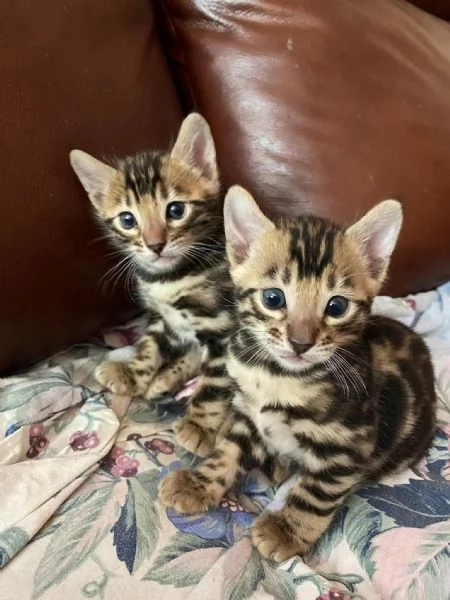 BENGAL CUCCIOLI DISPONIBILI