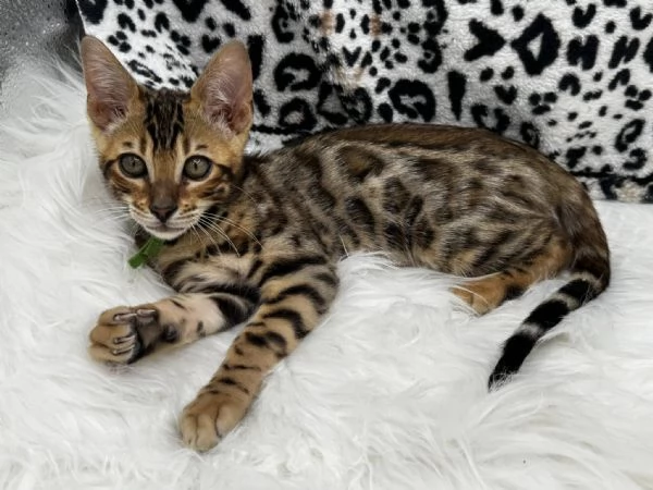 Gattini Bengala 3 mesi di dolcezza | Foto 0