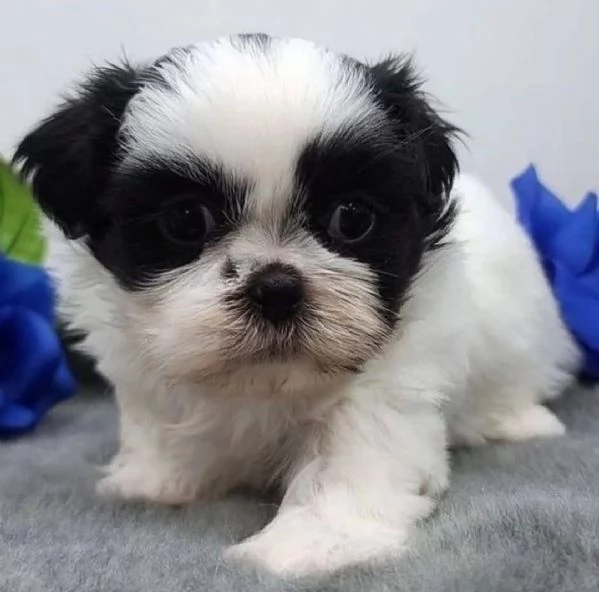 Shih Tzu Mini Toy (cuccioli maschio e femmina) | Foto 2